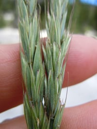 Blue Wildrye : Elymus glaucus