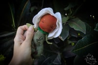 Image 1 of Rosalind- 5 inch Baby Flower with flower pot