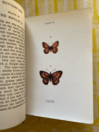 Image 10 of Butterflies and Moths shown to the children