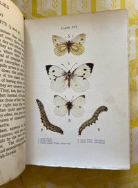 Image 5 of Butterflies and Moths shown to the children