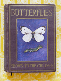 Image 1 of Butterflies and Moths shown to the children
