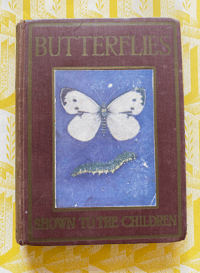 Image 2 of Butterflies and Moths shown to the children