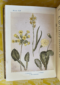 Image 3 of Flowers Shown to the Children