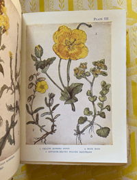Image 4 of Flowers Shown to the Children