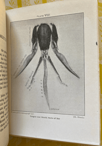 Image 3 of Bees Shown to the Children