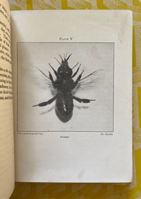 Image 5 of Bees Shown to the Children