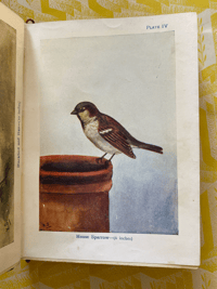 Image 5 of Birds Shown to the Children