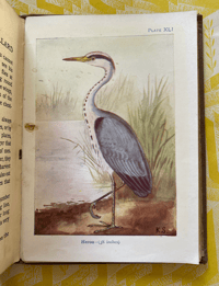 Image 6 of Birds Shown to the Children