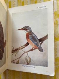 Image 7 of Birds Shown to the Children
