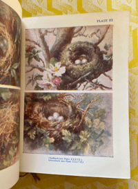 Image 6 of Nests and Eggs Shown to the Children 