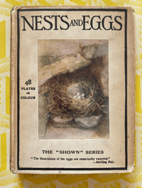 Image 1 of Nests and Eggs Shown to the Children 