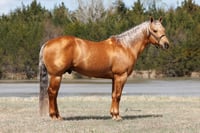 Stallion Content Package - RETAINER
