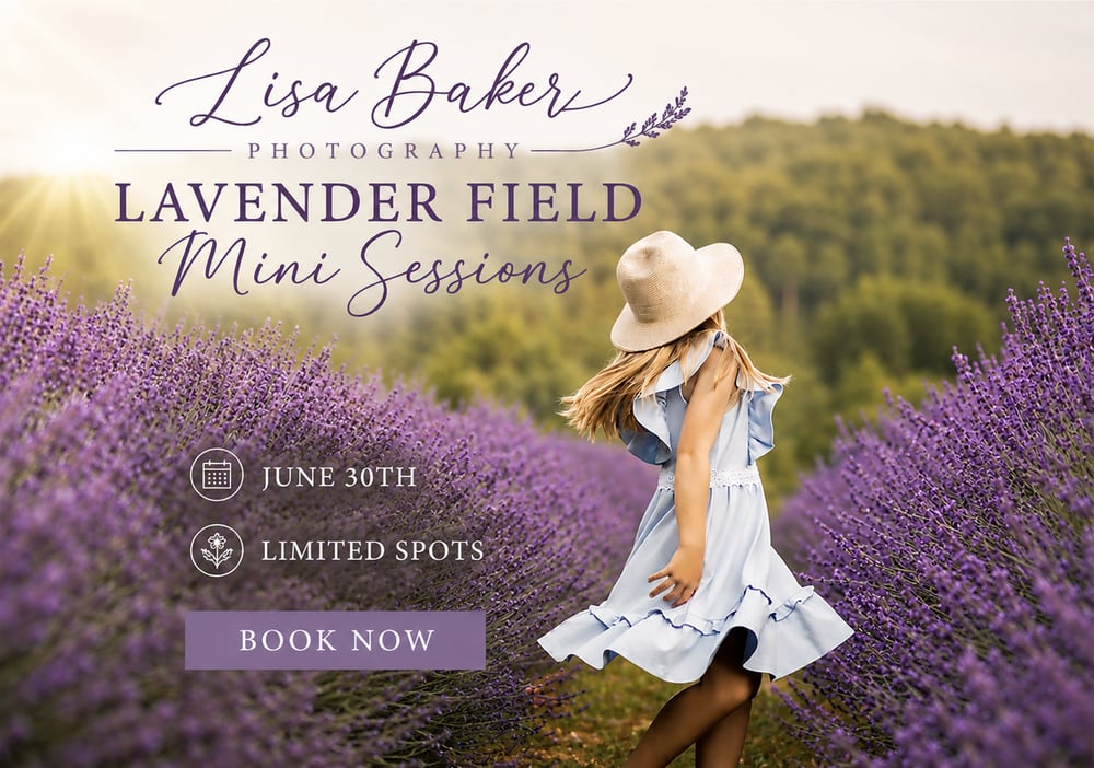 Image of Lavender Field Minis