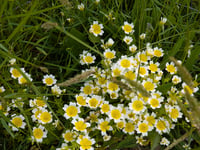 Image 3 of Douglas Meadowfoam  (Limnanthes douglasii)