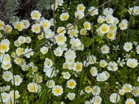 Image 1 of Douglas Meadowfoam  (Limnanthes douglasii)