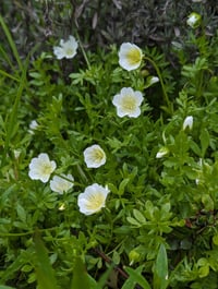 Image 4 of Douglas Meadowfoam  (Limnanthes douglasii)