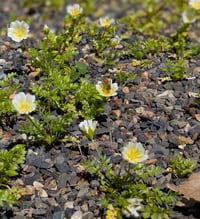 Image 5 of Douglas Meadowfoam  (Limnanthes douglasii)