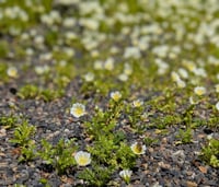 Image 6 of Douglas Meadowfoam  (Limnanthes douglasii)