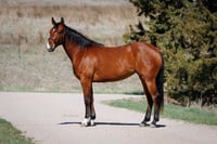 Equine Conformation-Profile - RETAINER