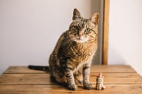 Image 1 of Mini escultura, miniatura en cerámica personalizada de tu gato o perro