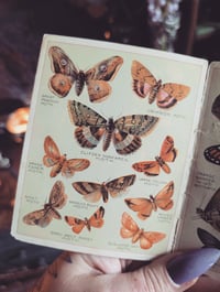 Image 3 of Butterfly booklet 