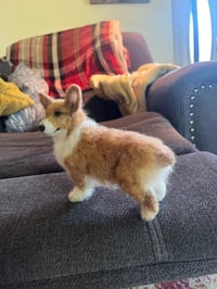 Image 2 of 6” Corgi (Free Shipping )