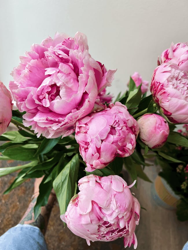 Peony Club - Fri.May.22 Pickup