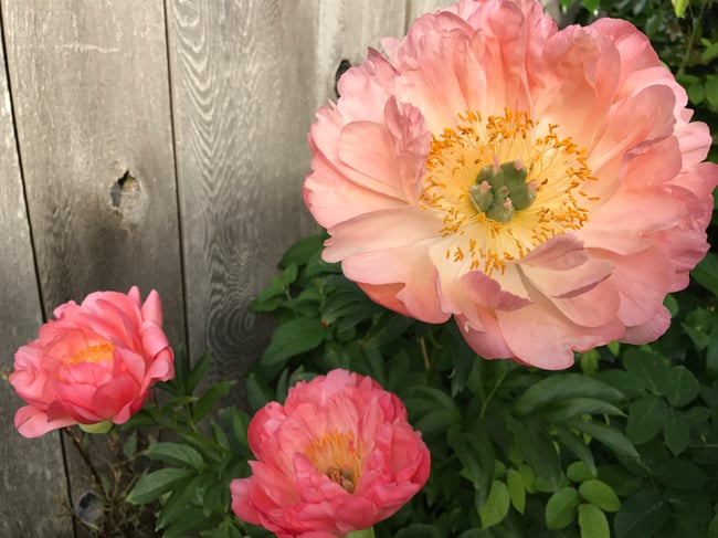 Peony Club - Fri.May.22 Pickup