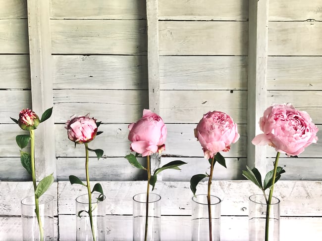 Peony Club - Fri.May29.Pickup