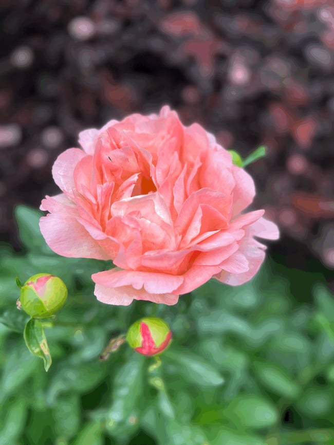 Peony Club - Fri.June.5 Pickup