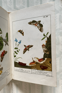 Image 8 of Some British Moths vintage King Penguin book 