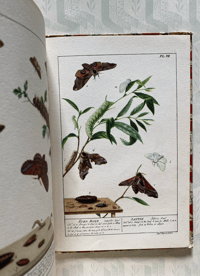 Image 9 of Some British Moths vintage King Penguin book 