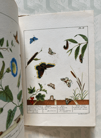Image 10 of Some British Moths vintage King Penguin book 