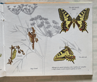 Image 5 of Butterflies: A Puffin Picture Book