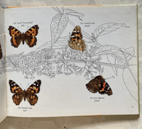 Image 3 of Butterflies: A Puffin Picture Book