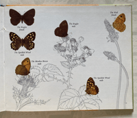 Image 2 of Butterflies: A Puffin Picture Book