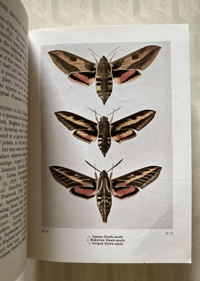 Image 4 of The Moths of the British Isles (I)