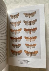 Image 5 of The Moths of the British Isles (I)
