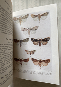 Image 4 of Butterflies & Moths of the Wayside and Woodland