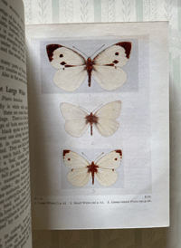 Image 5 of Butterflies & Moths of the Wayside and Woodland