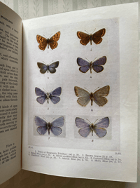 Image 6 of Butterflies & Moths of the Wayside and Woodland