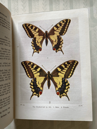 Image 7 of Butterflies & Moths of the Wayside and Woodland