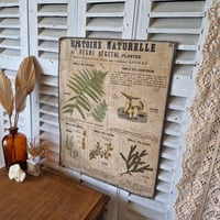 Image 2 of LA PLANCHE BOTANIQUE DEYROLLE N°18