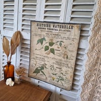 Image 2 of LA PLANCHE BOTANIQUE DEYROLLE N°12