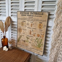 Image 2 of LA PLANCHE BOTANIQUE DEYROLLE