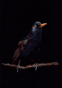 Image 1 of Black bird