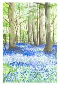Image 1 of Bluebell Forest
