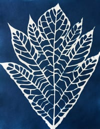 Image 1 of Cyanotype Pana solo I 