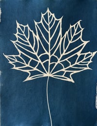 Image 1 of Cyanotype Maple