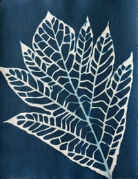 Image 1 of Cyanotype Pana solo II 
